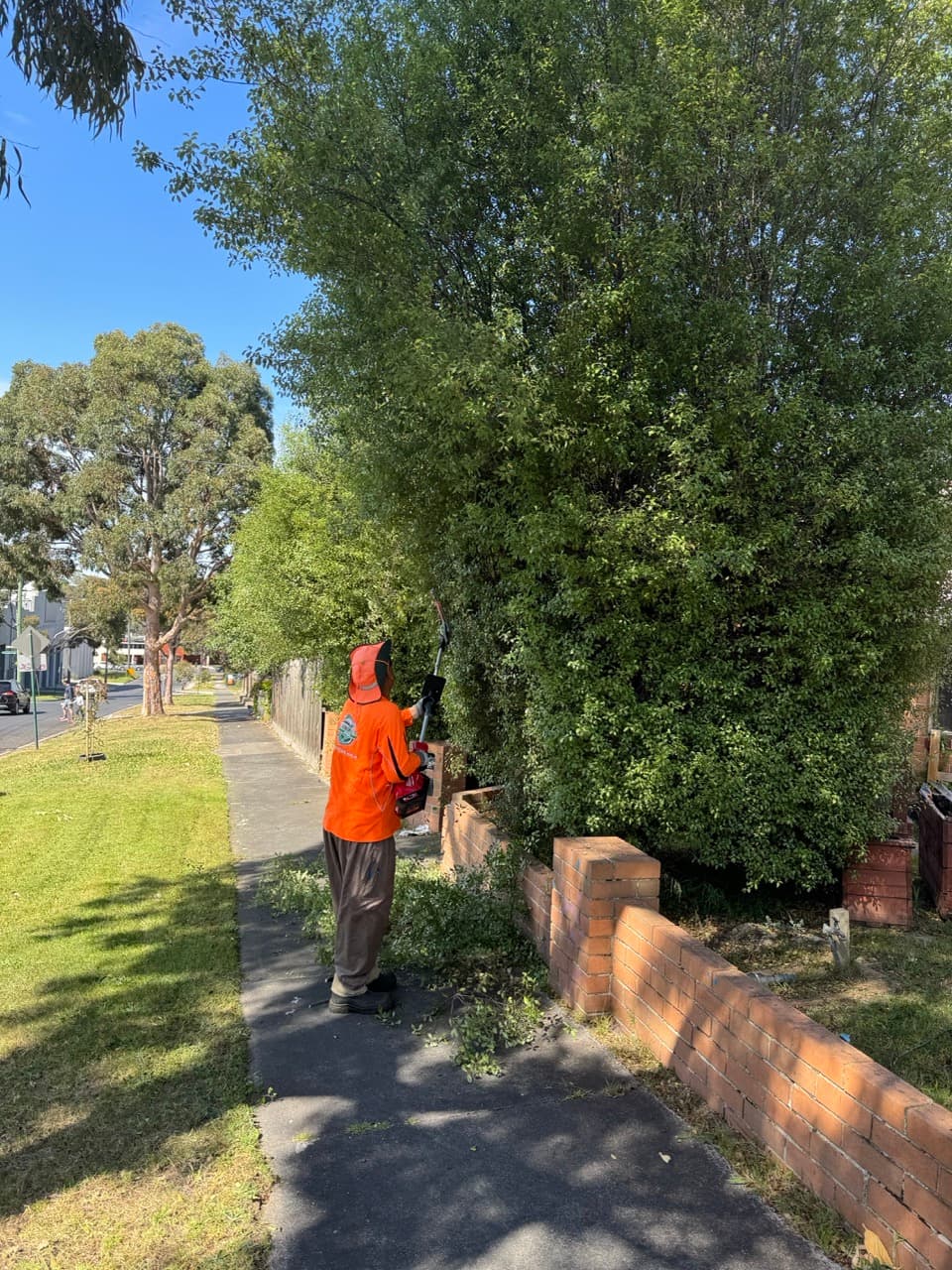 Tree and limb pruning work completed by Laser Cut Mowing